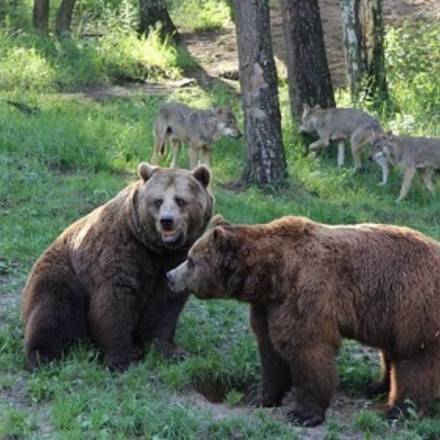 Zwei Bären im Wildpark - MV