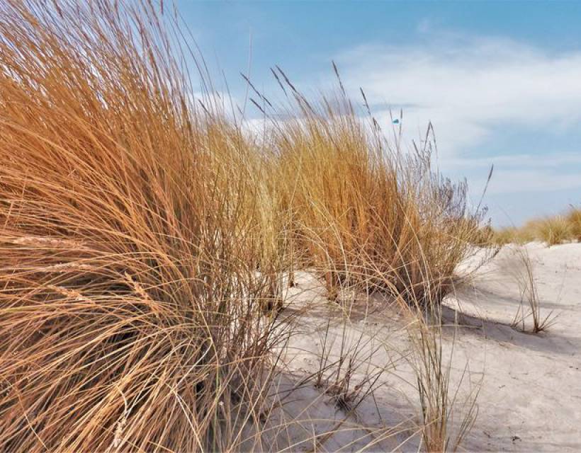 Strandgras an den Dünen der Ostsee
